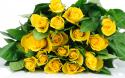 97432_Nature_Flowers_Yellow_roses_034952_.