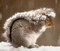 97882_squirrel-snow-storm_47916_600x450.